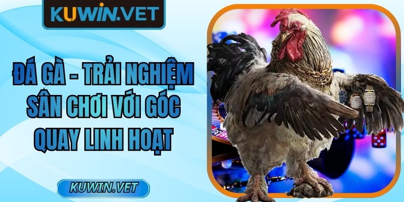 Đá gà - Trải nghiệm sân chơi với góc quay linh hoạt